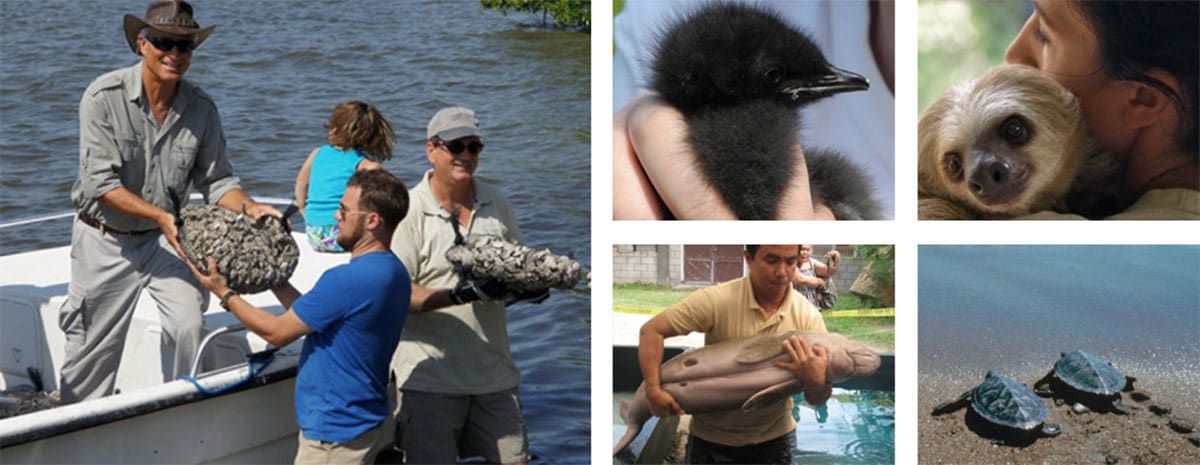 People release oysters from a boat, a person holds a baby bird, another cuddles a sloth, one lifts a small dolphin, and two turtles move on sand toward water.